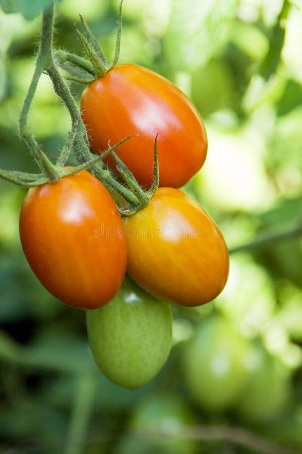 Tomates de Roma en la vid foto de archivo libre de regalías Tomates de Roma en la vid foto de archivo libre de regalías