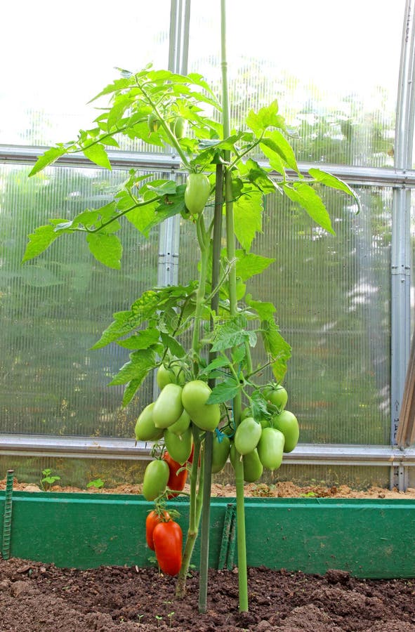 Tomates en un invernadero foto de archivo Tomates en un invernadero foto de archivo
