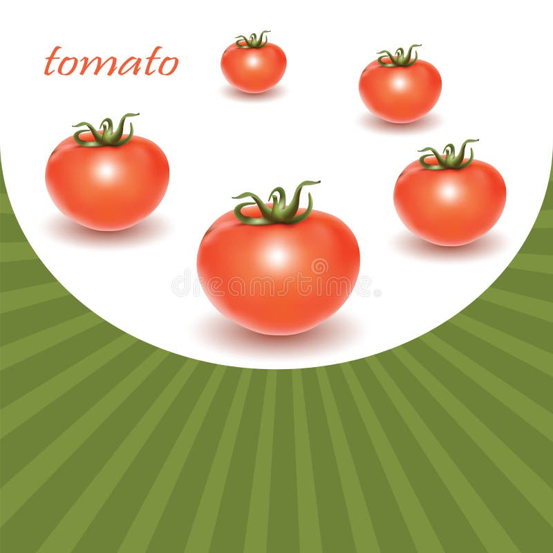 Tomates fraîches rouges illustration libre de droits Tomates fraîches rouges illustration libre de droits
