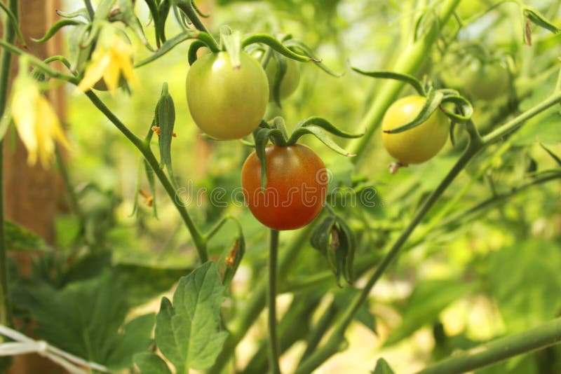 Tomates frescos que crescem em um ramo no jardim imagens de stock Tomates frescos que crescem em um ramo no jardim imagens de stock