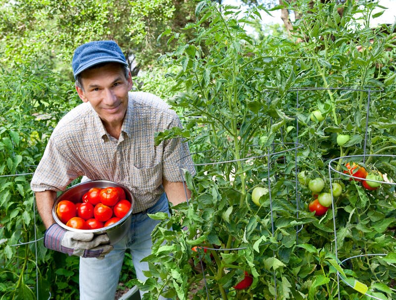 Tomates heureuses de cueillette d'homme dans son potager photo libre de droits Tomates heureuses de cueillette d'homme dans son potager photo libre de droits