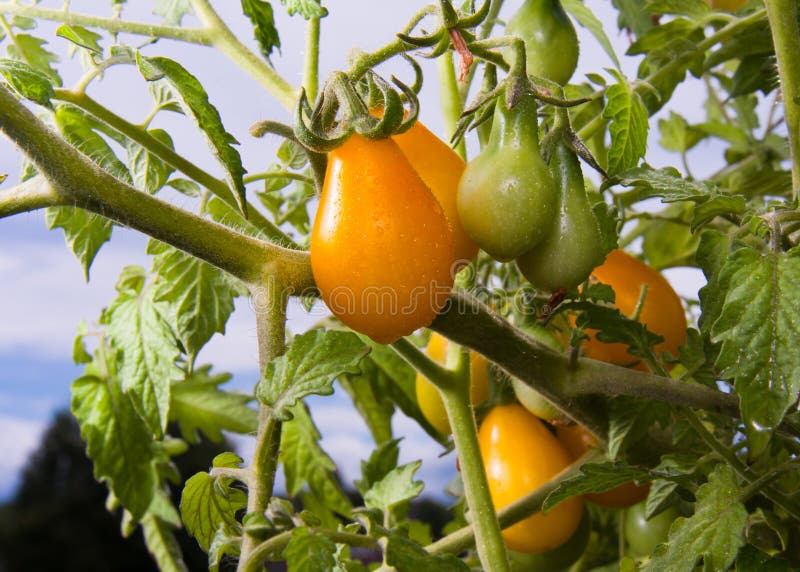 Tomates Poires Jaunes photographie stock