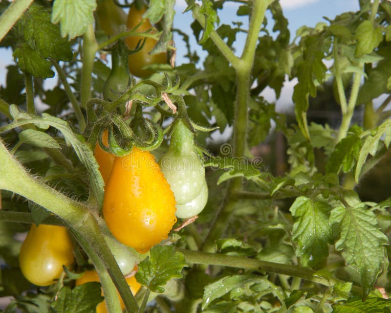 Tomates Poires Jaunes images stock