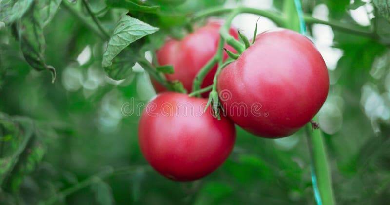 Tomates maduros frescos en invernadero listos para cosechar