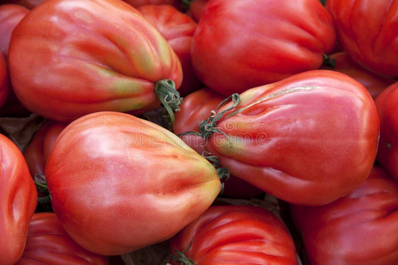 Tomates mûres photos stock Tomates mûres photos stock