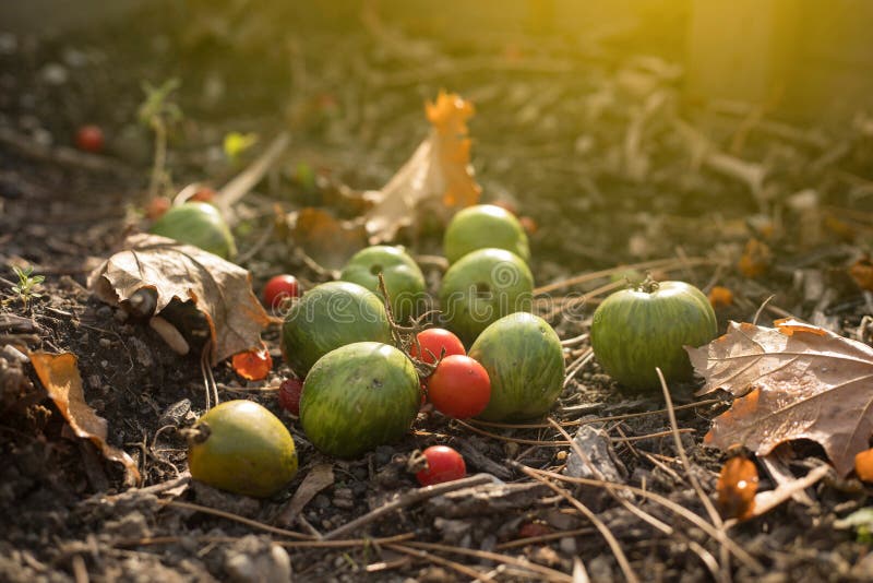 Tomates mûres et non mûres dans le jardin d'Autunum image libre de droits Tomates mûres et non mûres dans le jardin d'Autunum image libre de droits