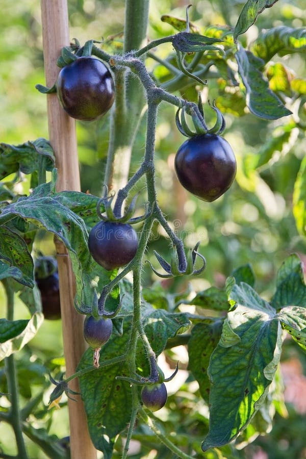 tomates negros fotografía de archivo libre de regalías tomates negros fotografía de archivo libre de regalías