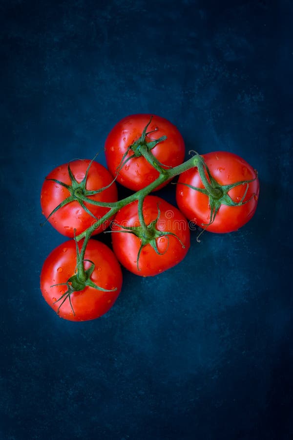 Tomates organiques mûres fraîches sur une vigne sur le fond bleu-foncé, photographie dénommée de nourriture, copyspace, vue supér image stock Tomates organiques mûres fraîches sur une vigne sur le fond bleu-foncé, photographie dénommée de nourriture, copyspace, vue supér image stock