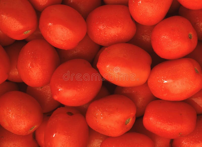 Tomates rojos brillantes imagenes de archivo Tomates rojos brillantes imagenes de archivo