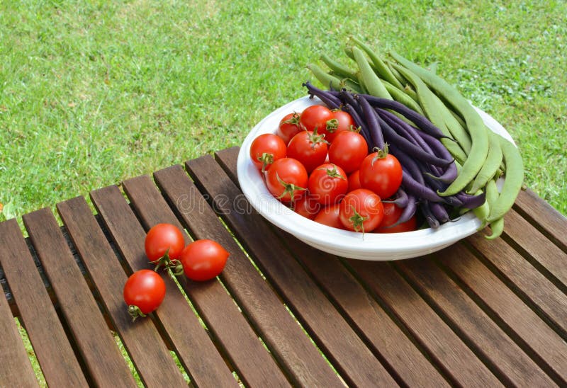 Los Tomates De La Alerta Roja Maduran En Una Planta De Tomate Del Arbusto Imagen de archivo