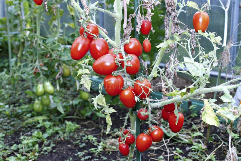 Tomates rojos en un invernadero foto de archivo Tomates rojos en un invernadero foto de archivo