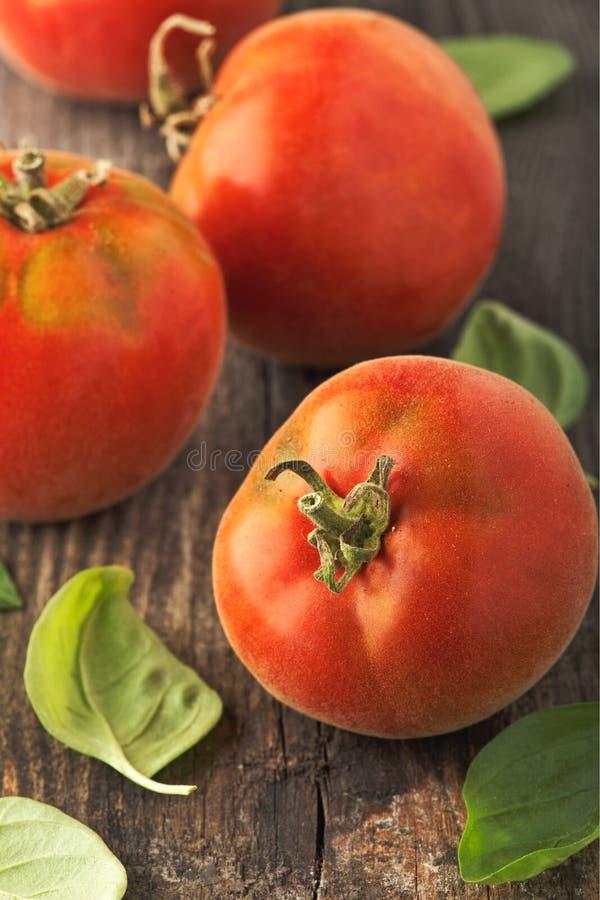 Tomates rojos frescos y Basil Herb verde fotografía de archivo libre de regalías Tomates rojos frescos y Basil Herb verde fotografía de archivo libre de regalías