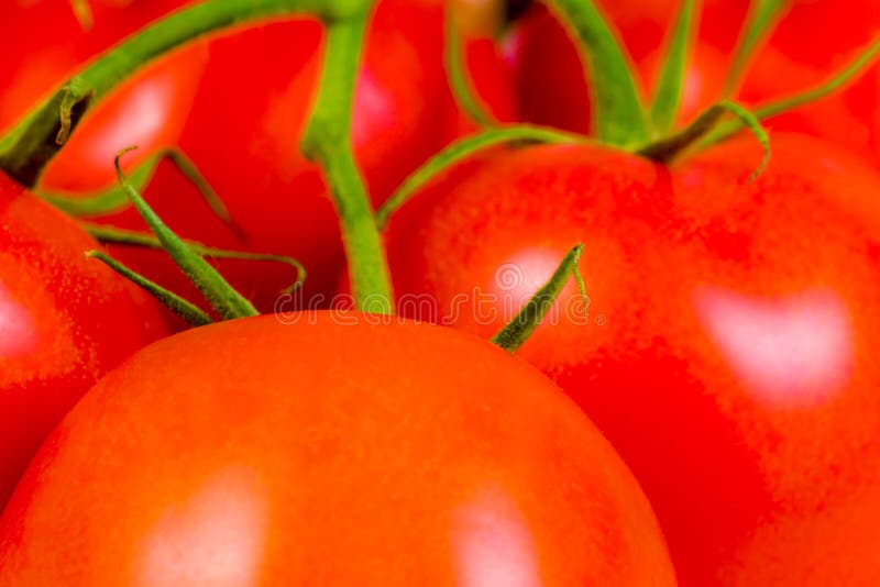 Tomates rouges fraîches photographie stock libre de droits Tomates rouges fraîches photographie stock libre de droits