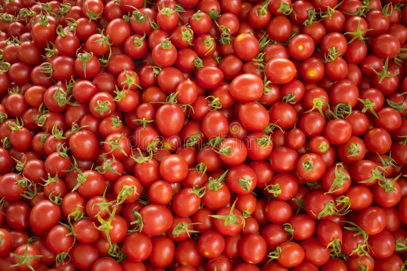 Tomates rouges fraîches à un marché d'agriculteurs Nourriture saine Fond organique image stock Tomates rouges fraîches à un marché d'agriculteurs Nourriture saine Fond organique image stock