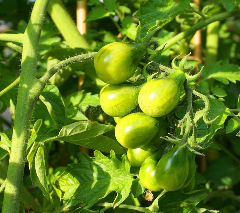 Tomates verdes org?nicos en el cierre de la rama para arriba imágenes de archivo libres de regalías Tomates verdes org?nicos en el cierre de la rama para arriba imágenes de archivo libres de regalías