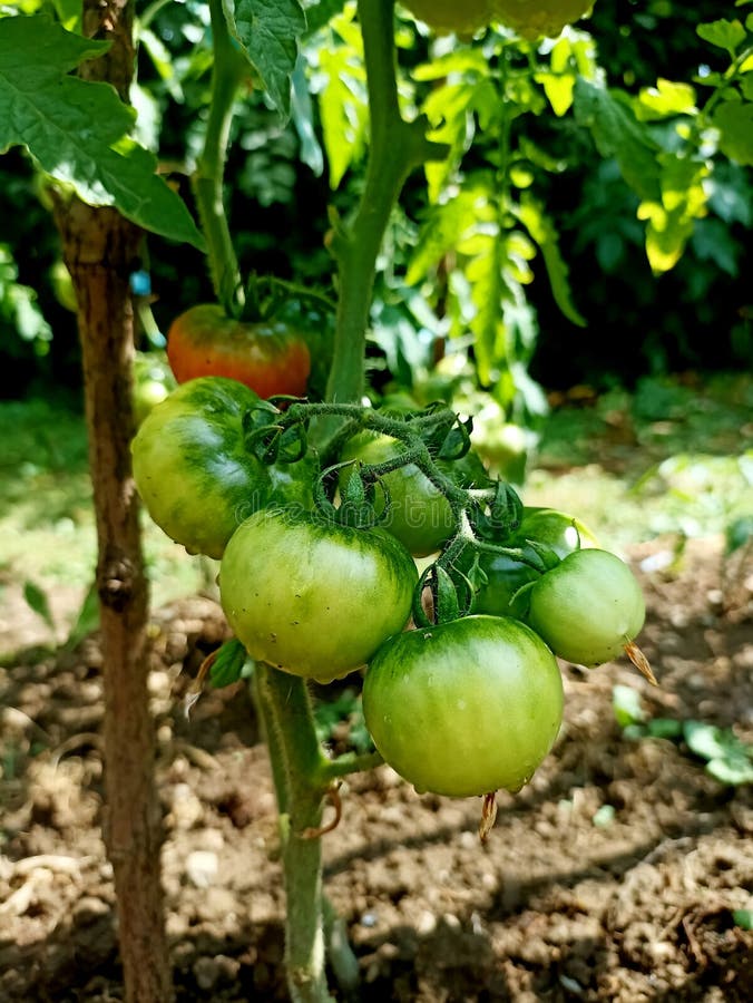 Tomates vertes juteuses sur une branche photos libres de droits
