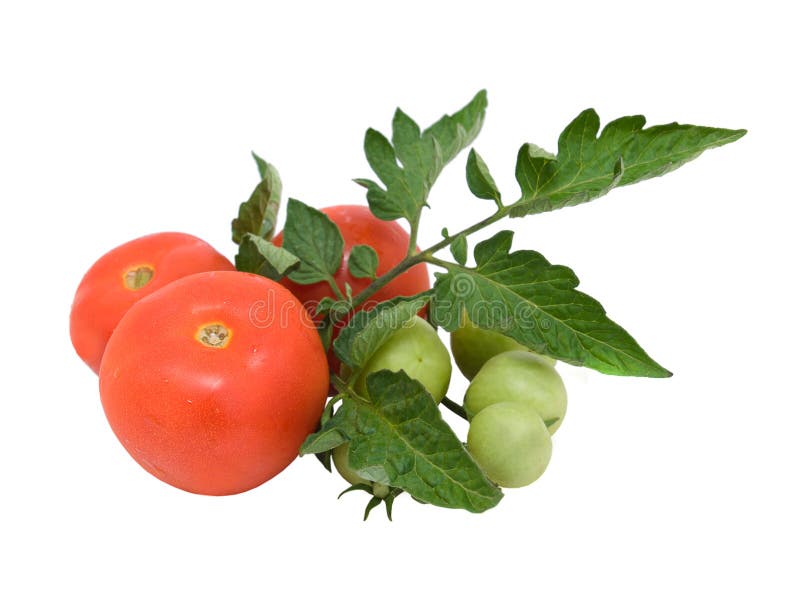 Tomato stock image. Image of freshness, green, snack 10276725
