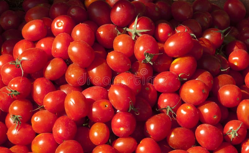 Tomato