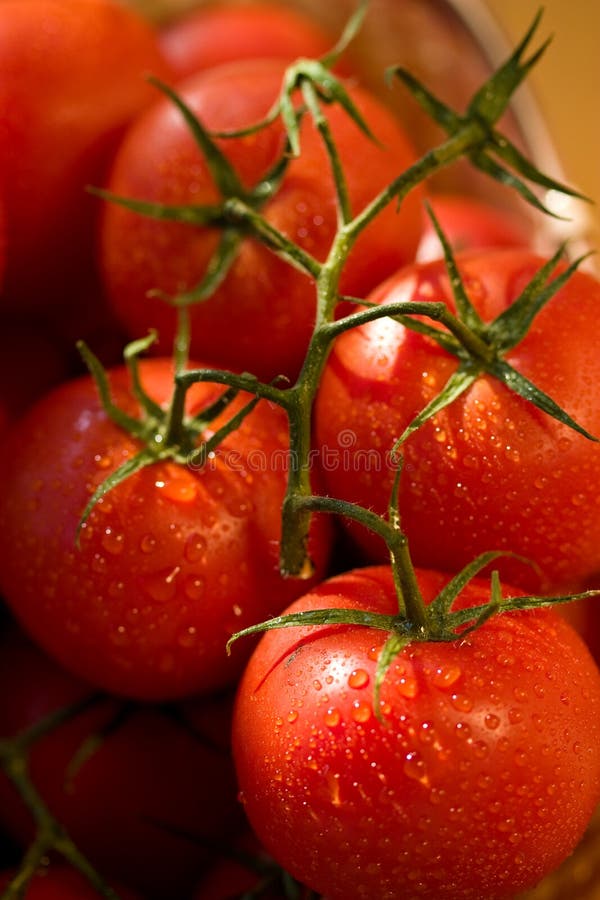 Tomato stock image. Image of tasty, meal, branch, healthy 11691037