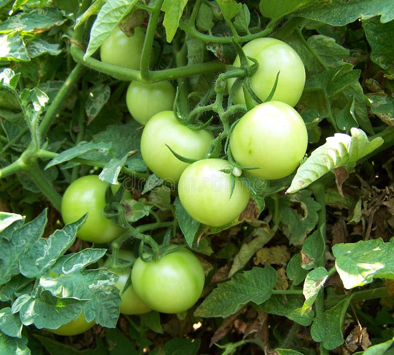 Tomato