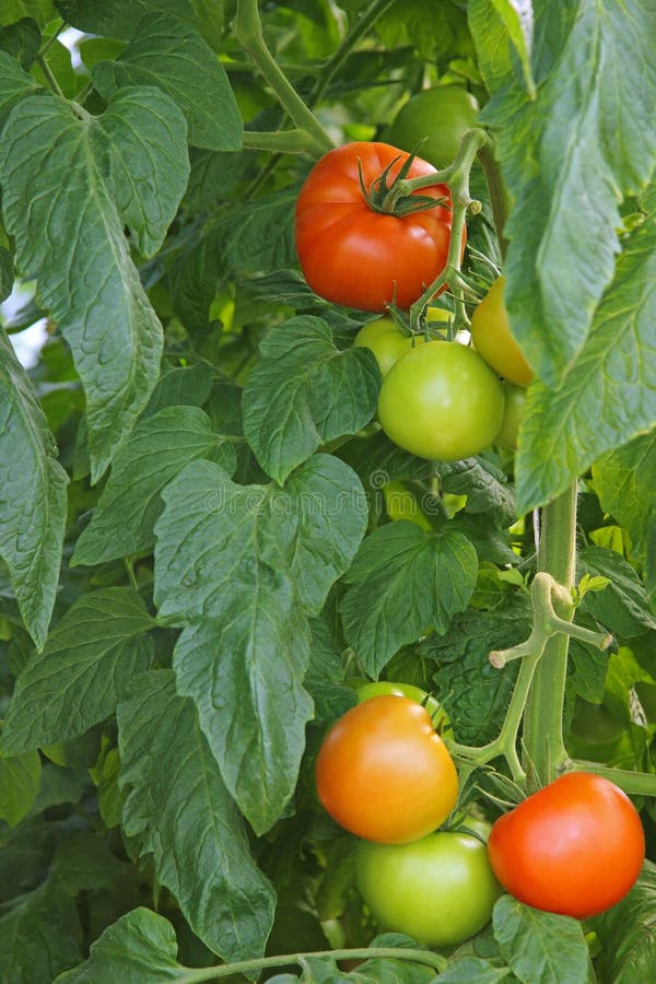 Tomato stock image. Image of cord, production, food, house 5766137