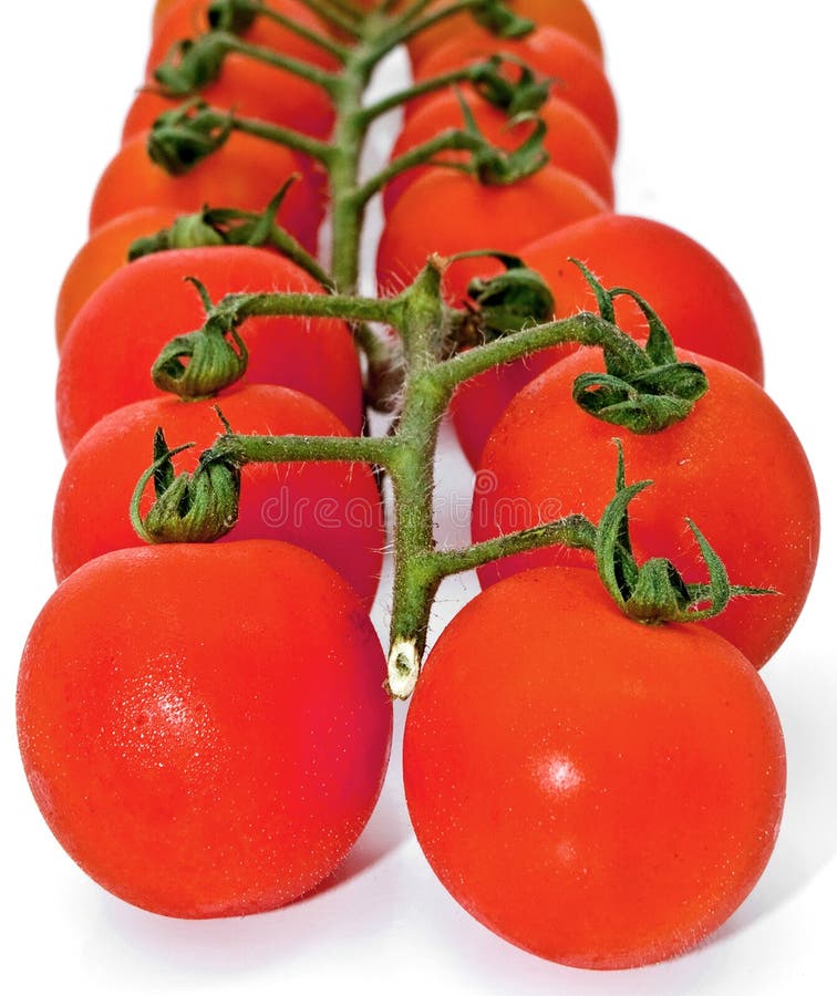 Tomato