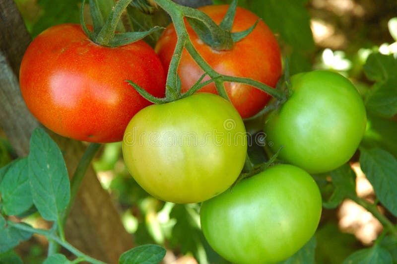 Grün tomaten auf der ranke.