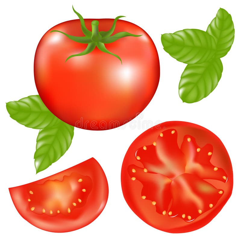 Tomato With Basil. Vector