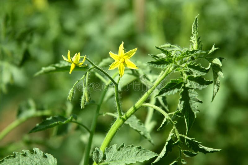 Tomato bushes