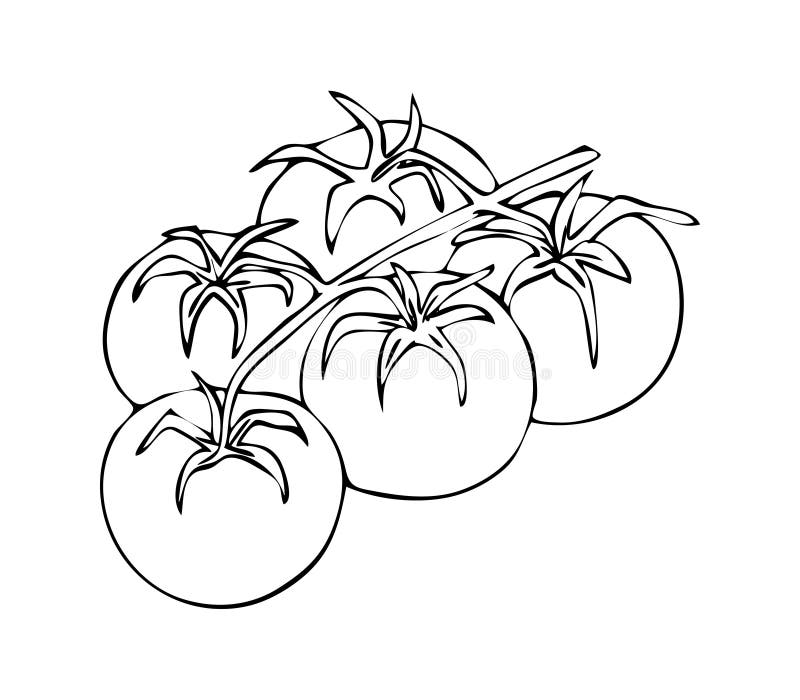 Cherry Tomato Drawing