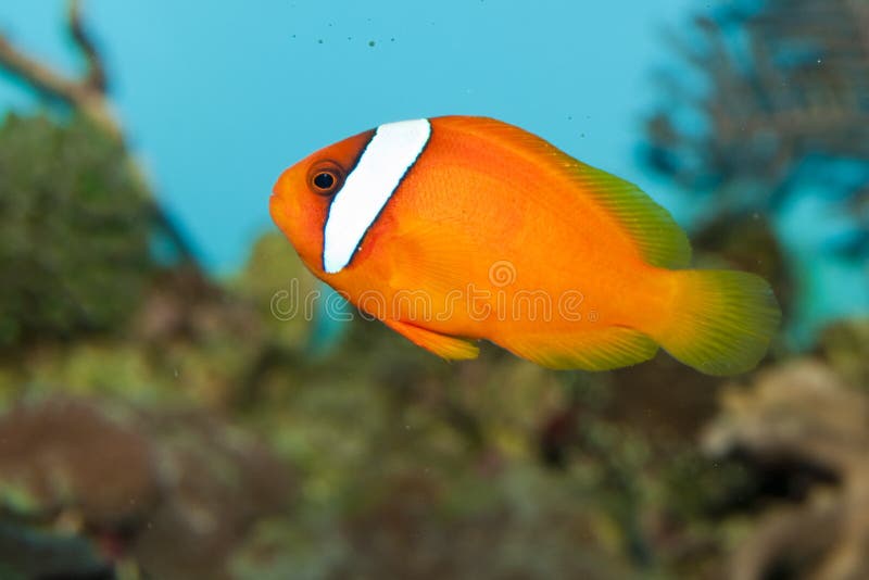 Tomato Clownfish in Aquarium