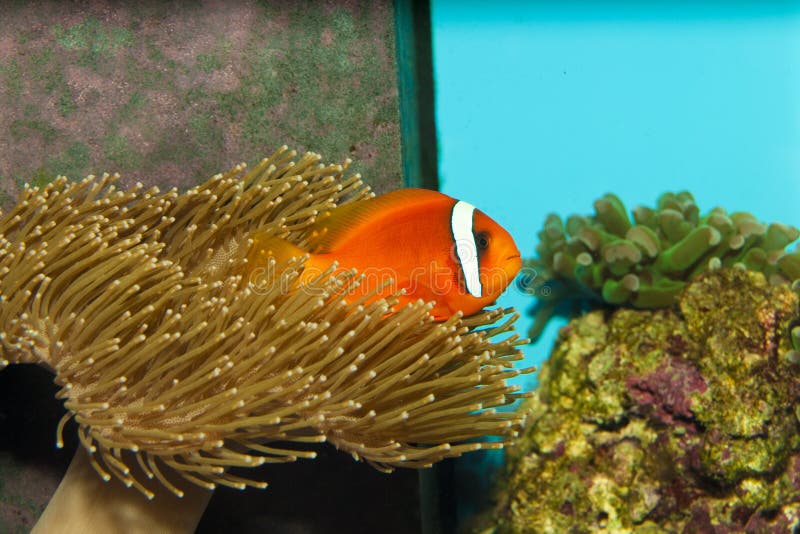 Tomato Clownfish in Aquarium