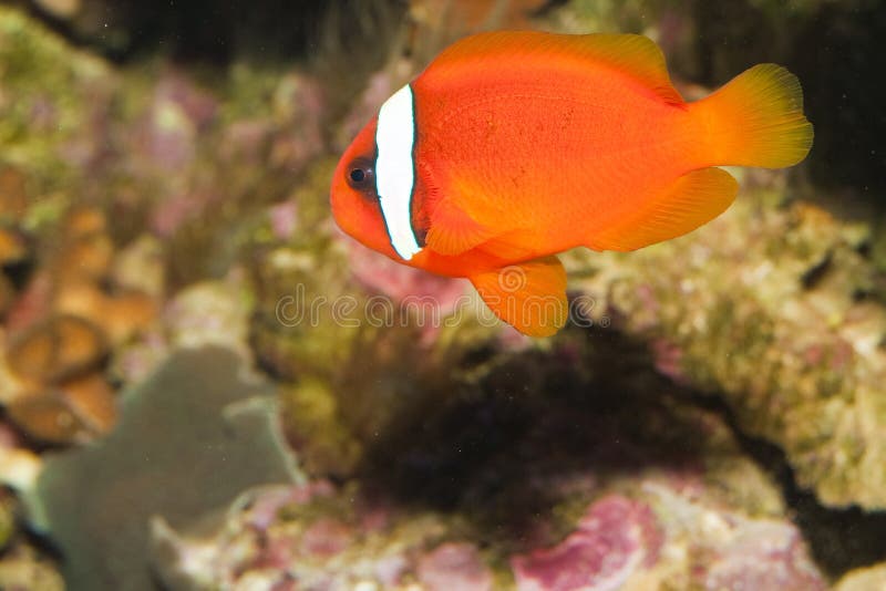 Tomato Clownfish in Aquarium