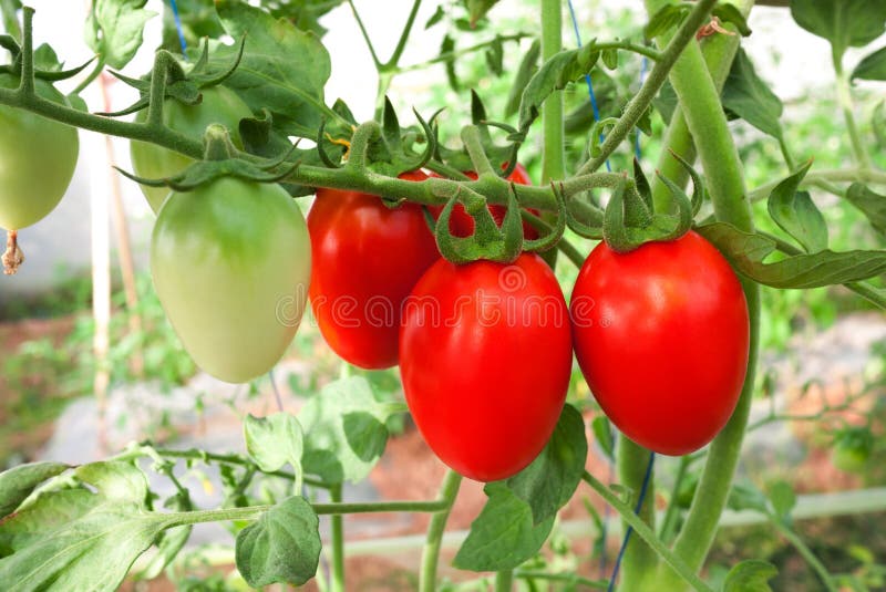 Tomato Fruiting Stage Stock Photos Free & RoyaltyFree Stock Photos