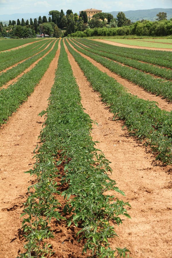 Tomato cultivation