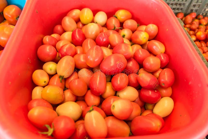 Tomato Displayed in Baskets and Ready for Sales in Fresh Market Stock