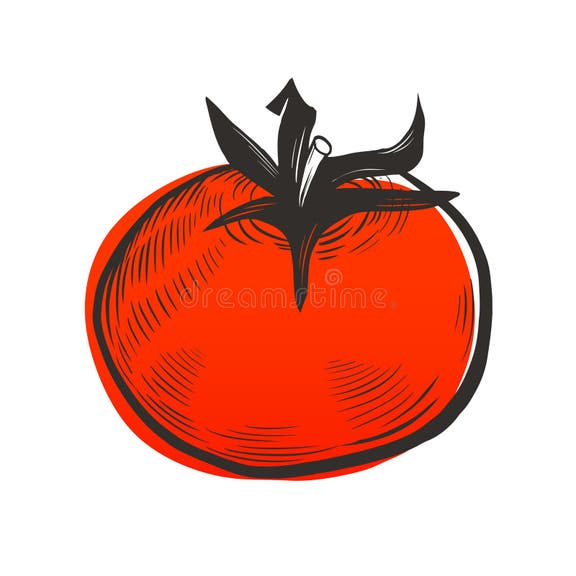 Tomato Plant Drawing Stock Illustrations 10,331 Tomato Plant Drawing
