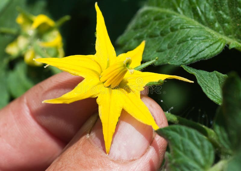 Tomato flower stock photo. Image of garden, inflorescence 23798292