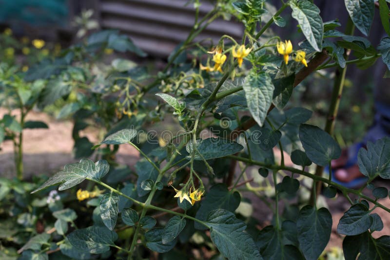 Tomato Flower and Tomato Tree Stock Photo Image of 5472, green 173204428