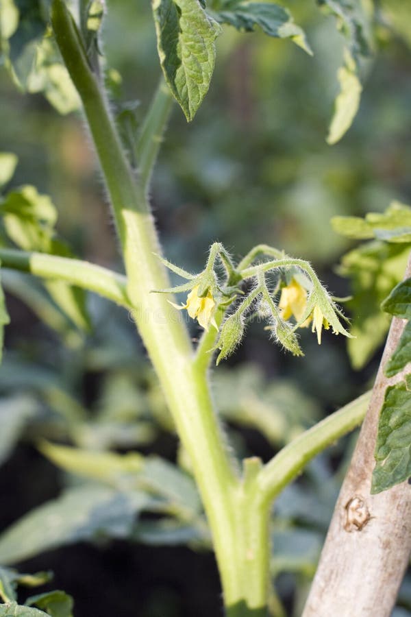 Tomato Plant Tied with Rope Stock Image Image of tomatoes