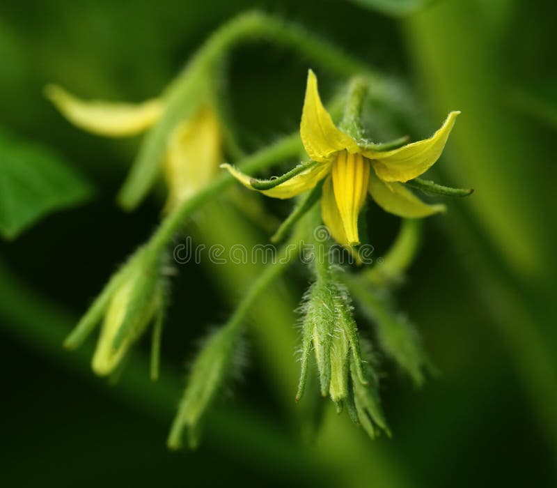 Tomato flowers stock photo. Image of pomodori, tomato 56821798