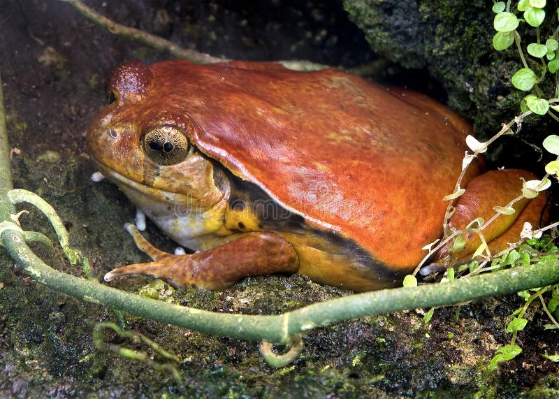 Tomato Frog 2