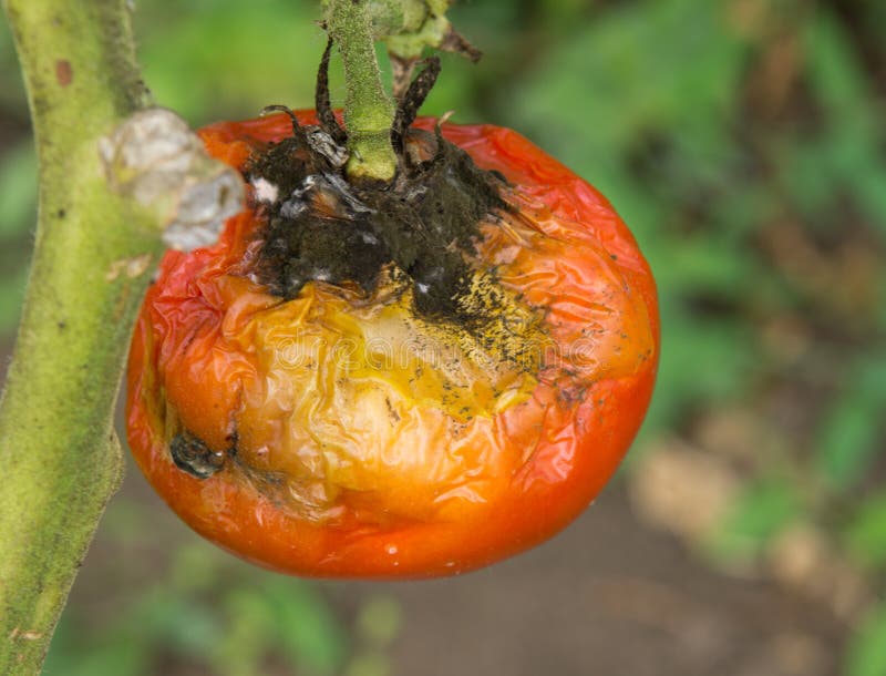 Tomato fruit disease stock image. Image of garden, farming 33753063