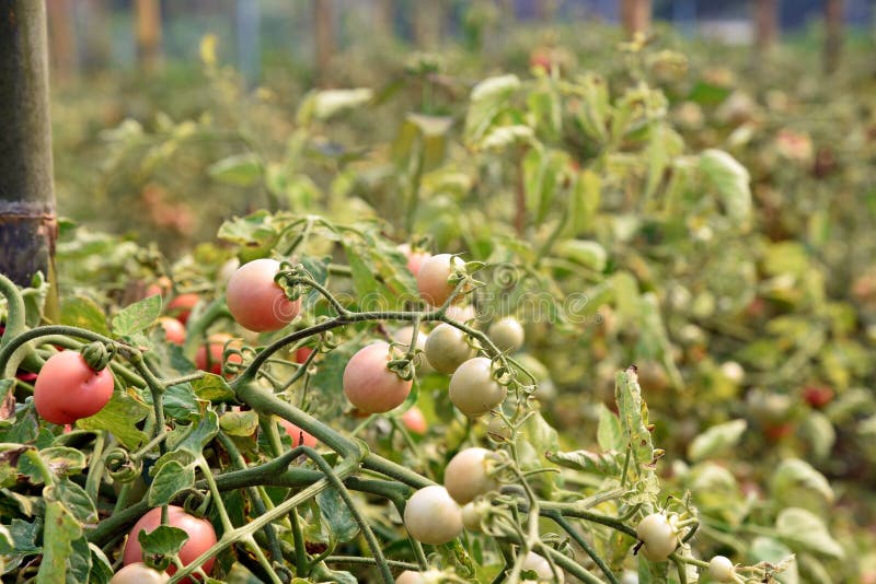 Fresh Tomato Harvest from Field Stock Photo Image of fresh, field