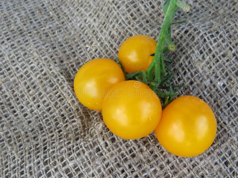 Cherry Tomato Goldkrone