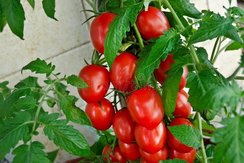 Tomato and green leaf stock image. Image of natural, juicy 61365657