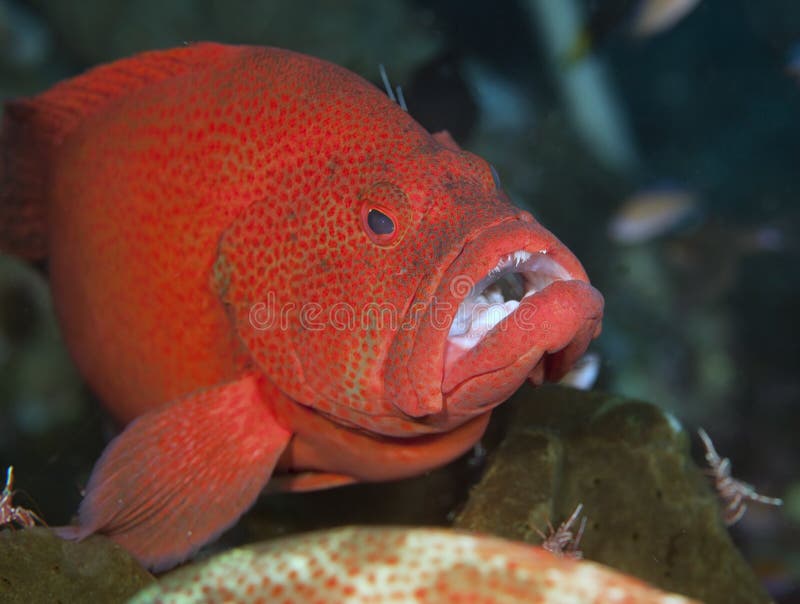 Tomato Grouper