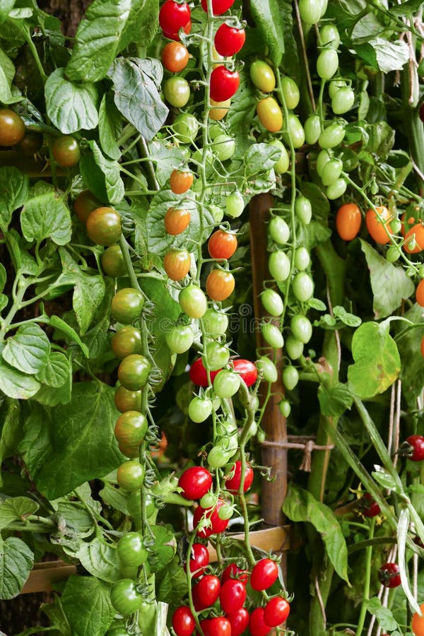 Tomato Growing in Agricultural Farm Stock Image Image of bush, season