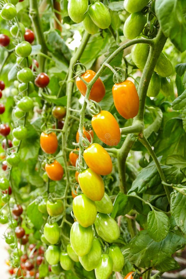 Tomato Growing in Agricultural Farm Stock Photo Image of nature
