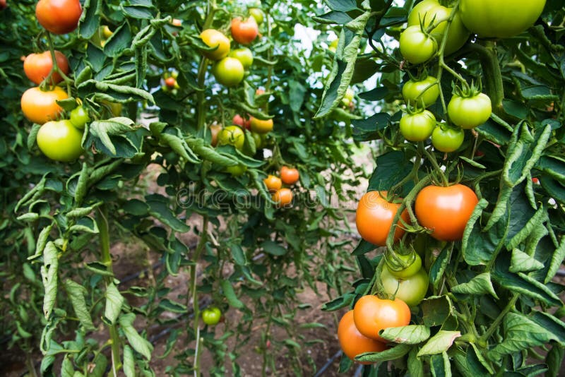 Tomato Growing in Greenhouse Stock Image Image of farm, agriculture 176991471